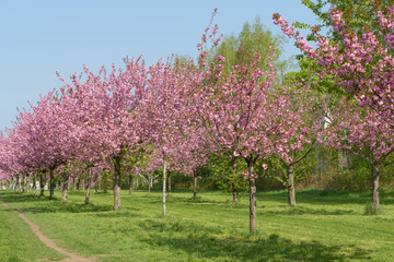 Naklejka premium Sakura - Kirschblüte in Parklandschaft in Berlin