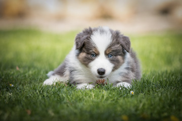 Border Collie Welpe im Garten beim Spielen