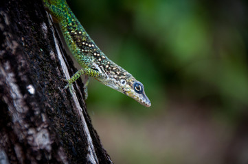 Mr Lézard est là...