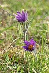 Gewöhnliche Küchenschelle (Pulsatilla vulgaris) am Dörnberg 
