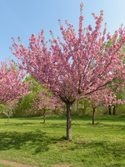 Fototapeta premium Sakura - Kirschblüte in Parklandschaft in Berlin