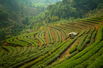 Fototapeta na wymiar Tea plantation in the Chiang Mai highlands, Thailand