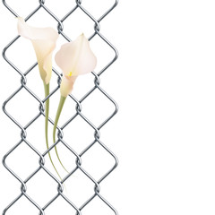 Rabitz fence with realistic pink calla lily as left border, pattern.