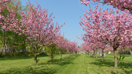 Sakura - Kirschblüte in Parklandschaft in Berlin