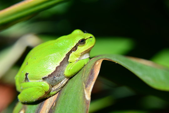 Sitting green tree frog