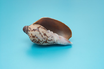 cymbiola nobilis marine seashell on blue background