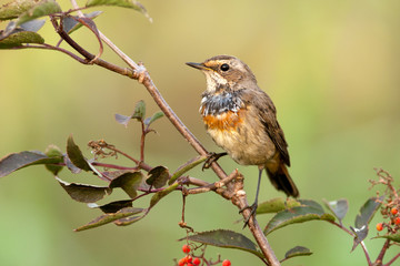 Bluethroat in the nature