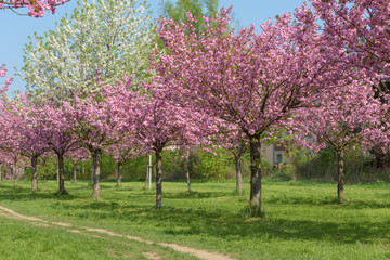 Fototapeta premium Blühende Kirschbäume im Park 