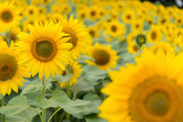 blooming sunflower field