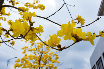 blooming Guayacan or Handroanthus chrysanthus tree