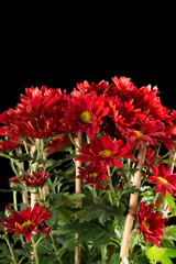 beautiful red chrysanthemum flowers on black background