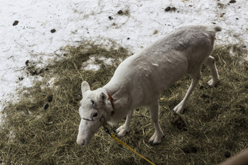Fototapeta premium White young reindeer