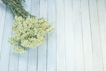 Yarrow