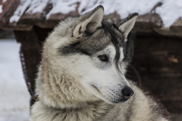 Obraz premium The dog Laika