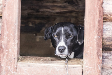 A beautiful dog with an expressive look lies in the booth