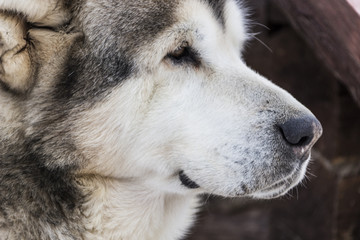Beautiful big close-up dog