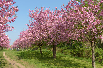 Blühende Kirschbäume im Park 