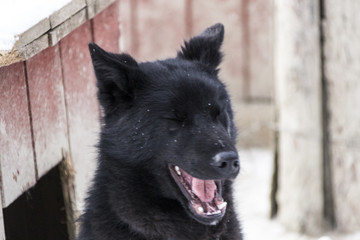 Dog of black color