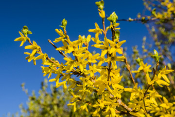 Blooming spring yellow shrub flowers - Forsythia intermedia.