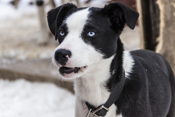 Beautiful dog with blue eyes