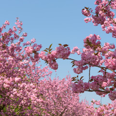 Blühende Kirschbäume im Park 