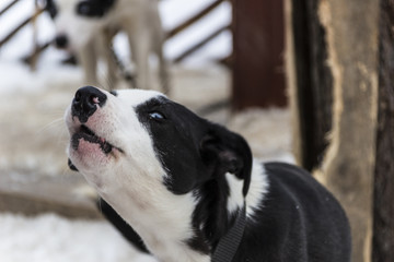 Beautiful dog with blue eyes