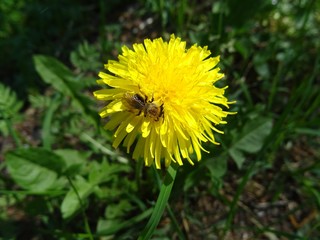 Löwenzahn Blüte mit Biene