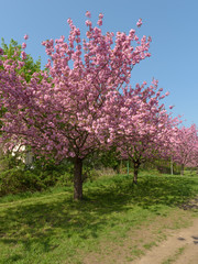 Blühende Kirschbäume im Park 