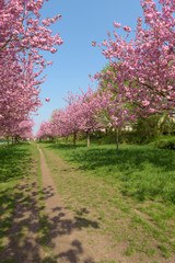 Blühende Kirschbäume im Park 