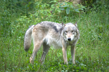 Fototapeta premium Europäischer Wolf