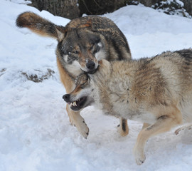 Europäischer Wolf