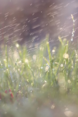 Rain grass