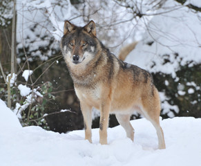 Fototapeta na wymiar Europäischer Grauwolf