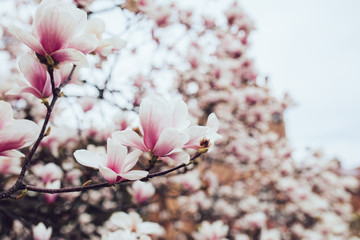 Magnolia tree blossom outdoors spring time