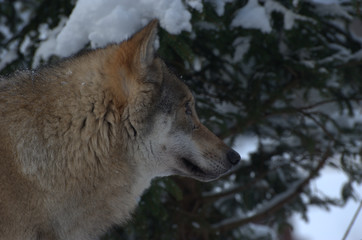 Europäischer Wolf