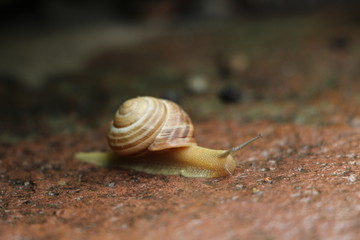 Snail