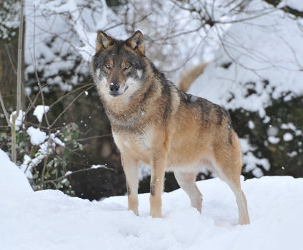 Europ&auml;ischer Grauwolf
