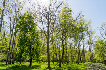 Fototapeta na wymiar Spring landscape.Trees in the park and sunlight shining through the tree branches