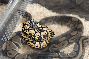 Baby python on plastic cage
