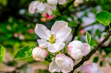 Fototapeta na wymiar Macro flowering apple tree