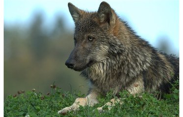 Jungwolf im Gras