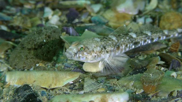 Sea fish Marbled goby (Pomatoschistus marmoratus), medium shot.