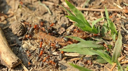 Waldameisen mit erbeuteter Raupe