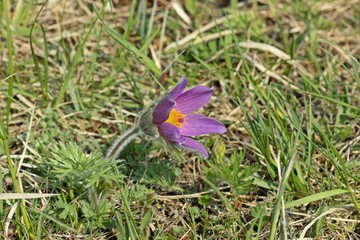 Gewöhnliche Küchenschelle (Pulsatilla vulgaris) am Dörnberg 

