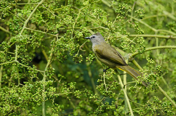 Obraz premium Flavescent Bulbul perching on branch of fruiting tree