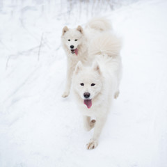 Two beautiful laikas, snow dogs