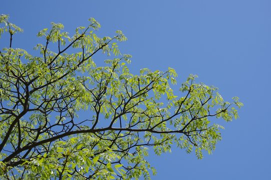 さわやかな新緑　エンジュの若葉