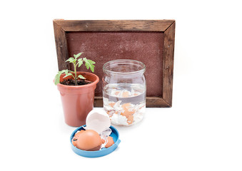top-dressing of tomatoes with calcium. Seedlings of tomatoes and eggshell in a jar with water on a...
