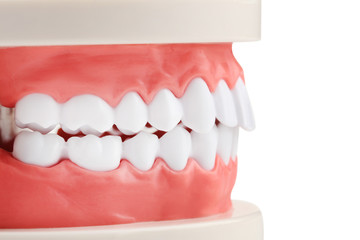 Teeth model on white background