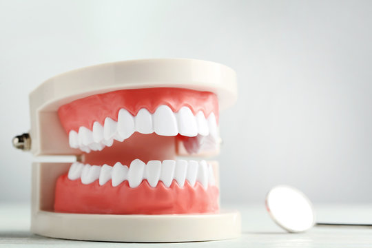 Teeth model with dental tool on grey background